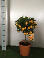 Citrus calamondin, 20 cm