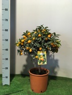 Citrus Kumquat, 20 cm