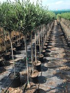Oliven stamme, 24 cm