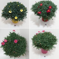Margueritte, busk, farvet, 18 cm