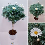 Margueritte, stamme, hvid, 18 cm