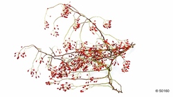 mariebær