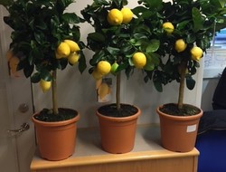 Citron m. mange frugter