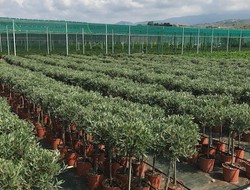 Oliven stamme. 18 cm