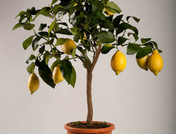 Citrus citron, 20 cm