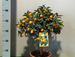 Citrus Kumquat, 20 cm