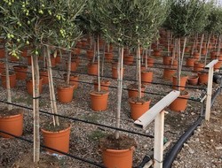 Oliven høj, 30 cm