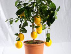 Citrus limone mayer, 20 cm