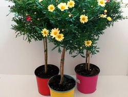 Margueritte, stamme, farvet, 18 cm