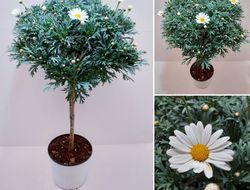 Margueritte, stamme, hvid, 18 cm
